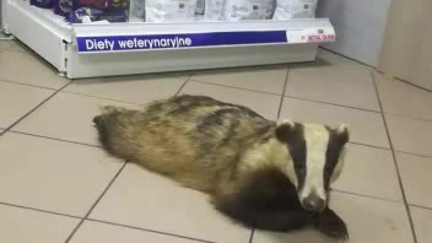 Borsuk w Centrum Weterynaryjne Września